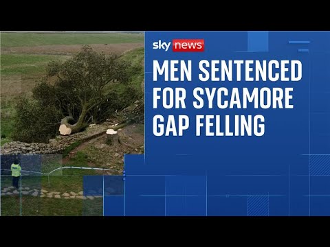 Two men who felled Sycamore Gap tree jailed for four years and three months each