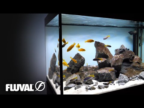 Lake Malawi Biotope Aquarium | Relaxing Cinematic