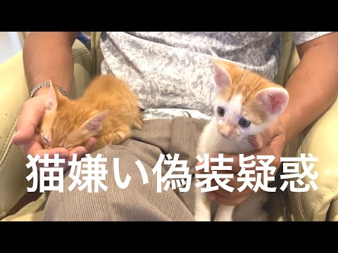 84】『あかりちゃん嬉しい急変』用心深いシロと猫嫌い夫の言い分 