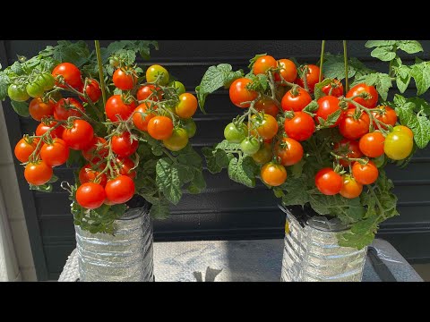 省スペースでOK！ペットボトルでもミニトマトは大量に収穫できます！ |  How to grow many cherry tomatoes in plastic bottles