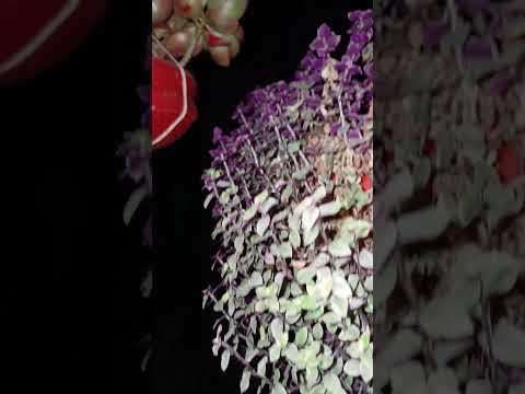 Scenery plant 🪴 || #garden #terrace #trending #shorts #fyp #plants #vegetables #yt