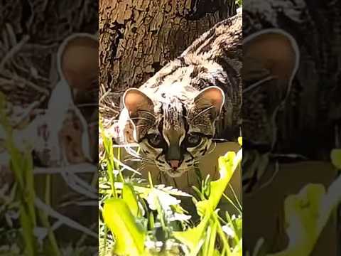 Nero the margay enjoying a scented box