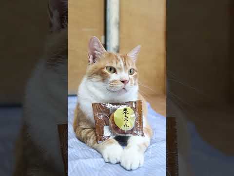 栗まんとゆったり猫ライフ：癒しのかわいい仕草を楽しもう サムネイル