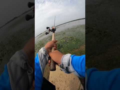 Sambaran Brutal sampai senar sampai putus #casting #giantsnakehead #short