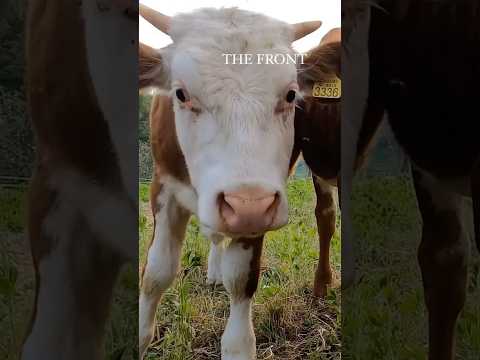 We love cows! 🇨🇭
