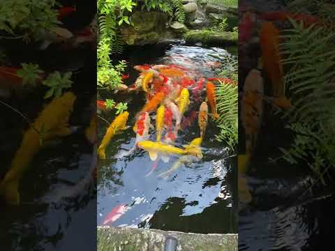 The Most Expensive Koi Fish In The World#17 Most RARE and AMAZING KOI Varieties