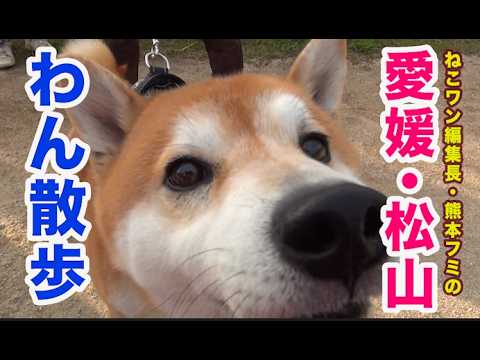 ねこワン!編集長・熊本フミの『松山わん散歩』!早朝6時出発、散歩している松山市内のワンちゃんと飼い主さんに会いたい!片っ端からインタビューしてみます!