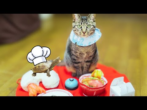 スケボー亀、推し猫のために中華料理を…！？【skateboarding turtle masters Chinese cooking for his beloved cat】