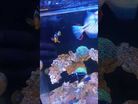 Finding Nemo Chapter 2 #nemo #findingnemo #dori #findingdory