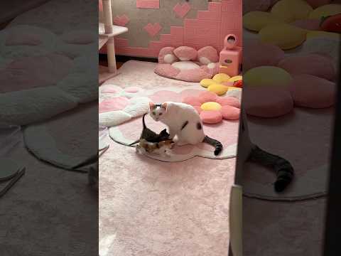子猫の子守りと微笑ましい瞬間を紹介 サムネイル