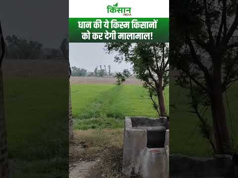 इस बार खेत में लगाएं Arise 6444 Gold धान, सरकार भी दे रही बंपर सब्सिडी #shorts  Kisan India