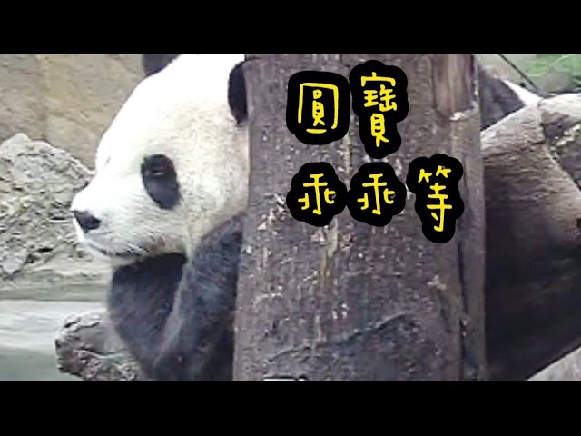 圓寶愛學習，吃飽趴著乖乖等，圓寶等上課|熊貓貓熊The Giant Panda Yuan Yuan and Yuan Bao|台北市立動物園