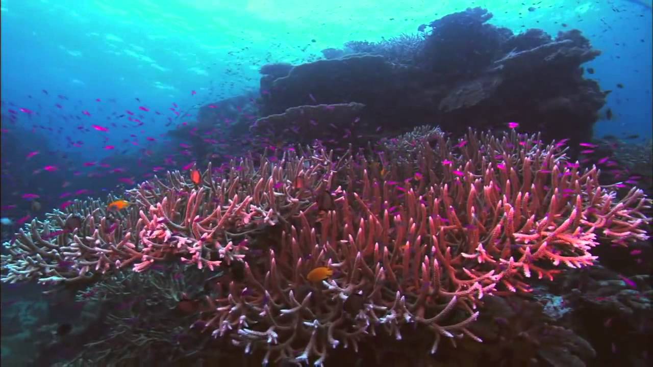 Incroyable biodiversité - Planète Océan