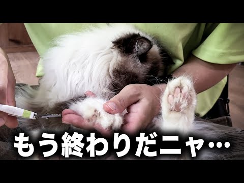 苦手な爪切りで絶望してしまうする猫が可愛すぎるww