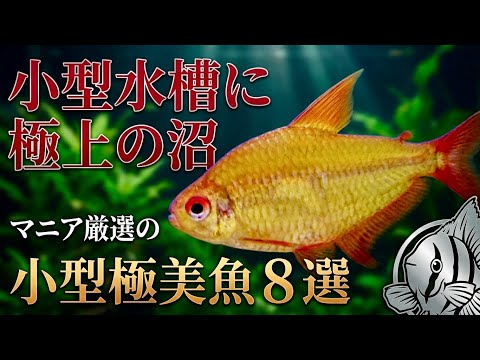 【45cm・60cmスリム限定】後から巨大化して後悔しない！混泳にベストな小型〜中型熱帯魚8選【淡水魚 アクアリウム】