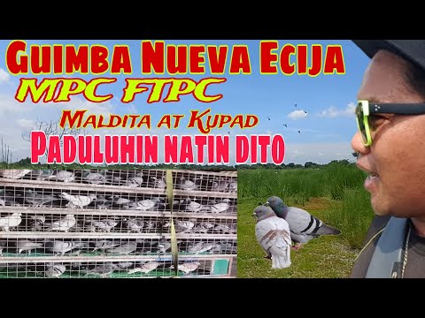 Guimba Nueva Ecija | Sana Palarin tayo Dito FTPC MPC Daming ibon