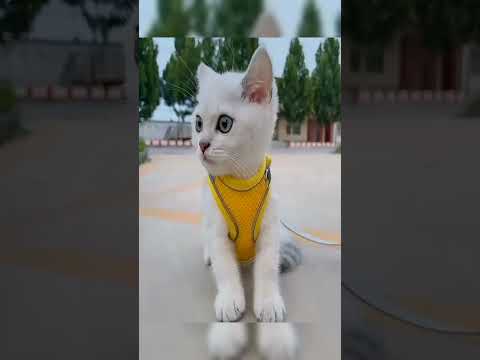 Try Not To Laugh Challenge - Funny Pet Edition😂 🔗Link is in My Bio🐗 #PetTech