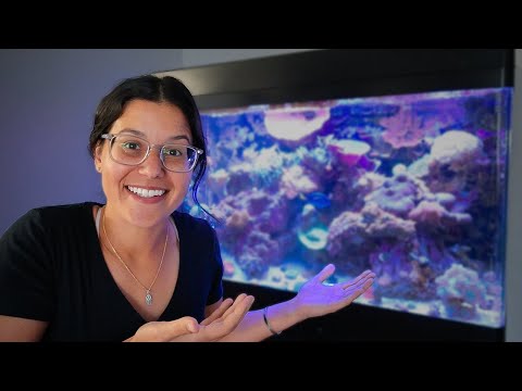 The Reef Tanks Are SO Back!! I have been battling algae in the reef tanks for months now, seems we may have finally gotten it und
