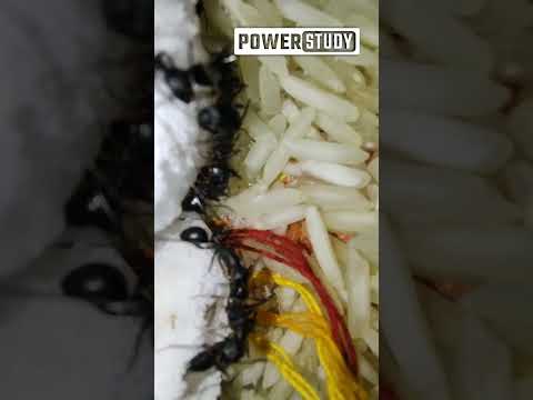 Pipilika Info | About Ants | How Stong Ants | An Ant Discipline | Power Study | Ant and Sugar Facts