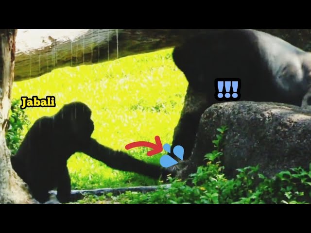 Jabali Won’t Let Dad Touch His Pool—Strictly Off Limits!😆🤪😅呷百二不許爸爸碰他的水池，誰都別想靠近！