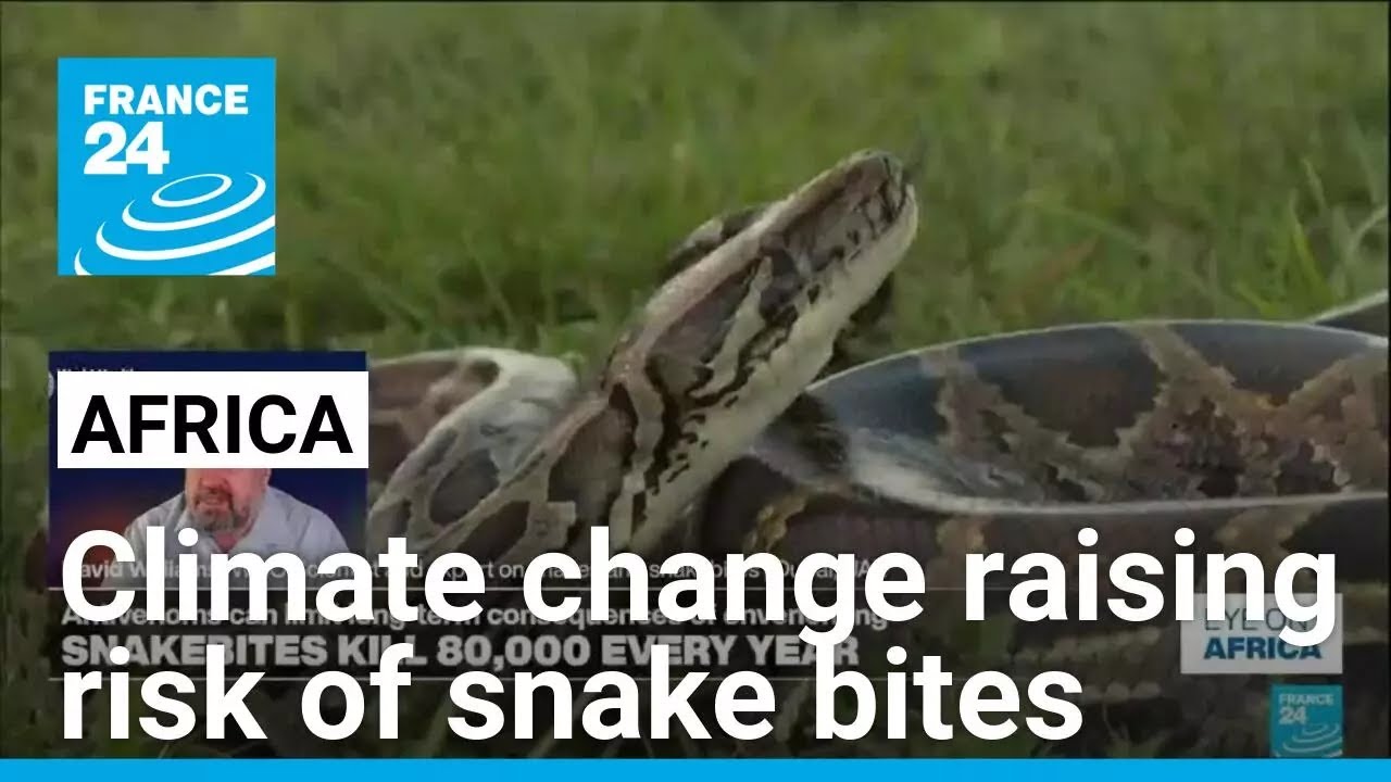 Climate change raising risk of deadly snake bites in Africa, says WHO • FRANCE 24 English