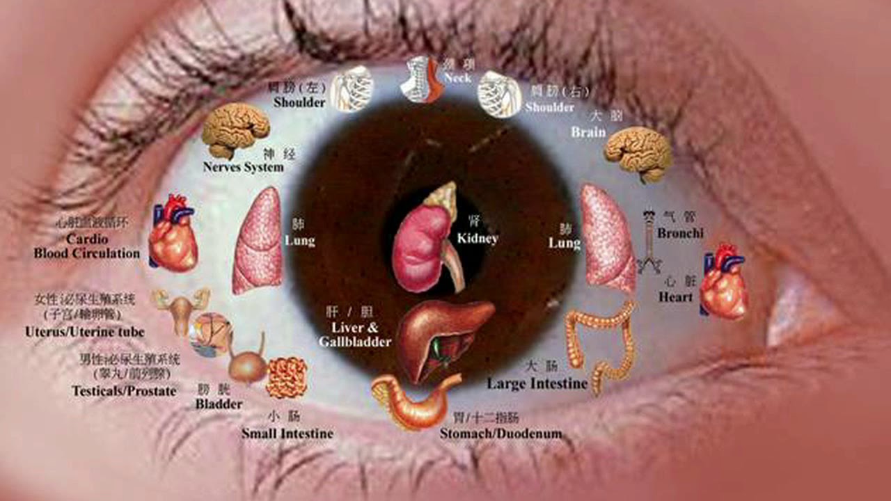 Проекции органов на глазах