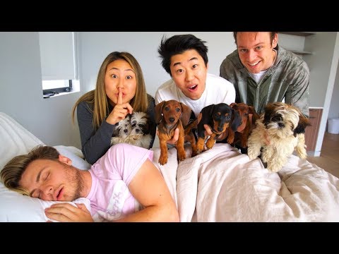 SURPRISING MY BOYFRIEND WITH PUPPIES!!