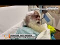 Sadhguru Jaggi Vasudev Undergoes Emergency Brain Surgery at Apollo Hospital | News9  - 00:34 min - News - Video