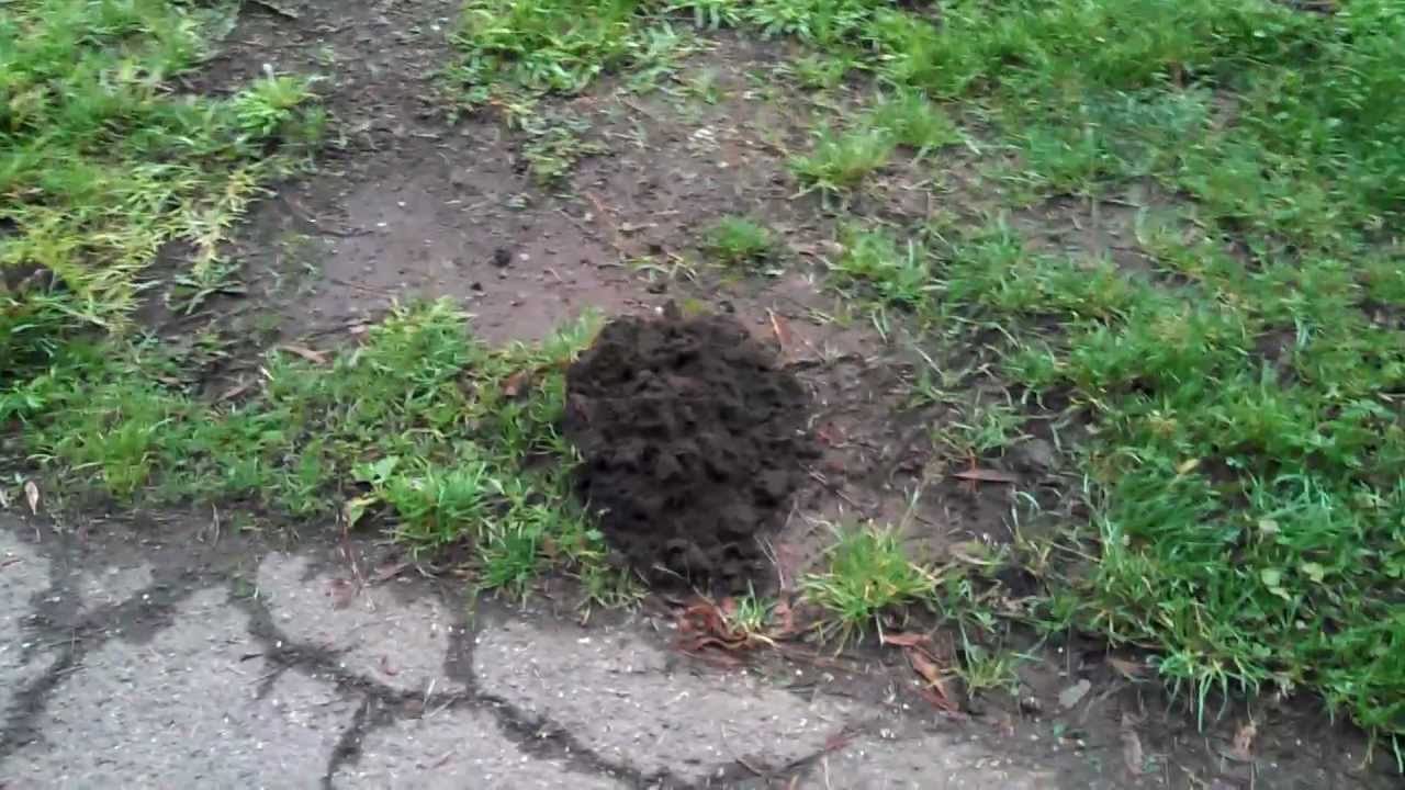 example-of-a-mole-hill-vs-gopher-hole-they-make-mounds-really-youtube