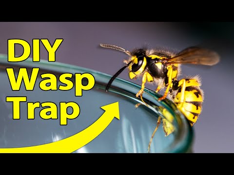 Како да направите стапица за пчели?
