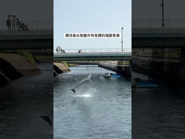 鹿兒島水族館外有免費的海豚表演！平日10：3012：3014：30，週六日及國定假日11：3013：3015：00。 - Joe