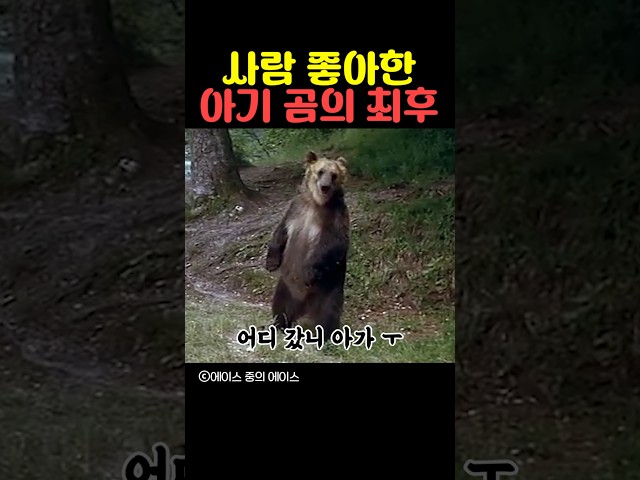 사람 좋아한 아기 곰의 최후
