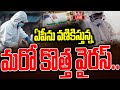 LIVE : ఏపీను వణికిస్తున్న మరో కొత్త వైరస్.. | New Virus found In Andhra Pradesh | hmtv