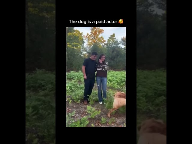 Subscribe for more inspiring content!#cutedogs #truelove #proposal