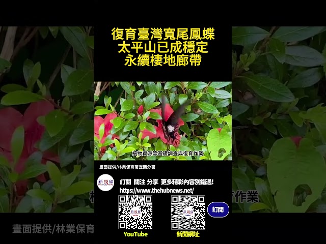 影音/復育臺灣寬尾鳳蝶 太平山已成穩定永續棲地廊帶