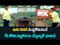 గేదె తోకని పట్టుకొని ఏం చేస్తున్నాడో చూడండి .. Rajendra Prasad | NavvulaTV