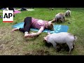 Piglet yoga inspires newcomers and regulars to the ancient Indian wellness practice
