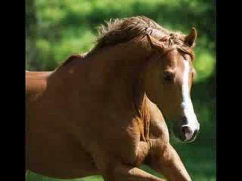 Paarden Filmpje - YouTube