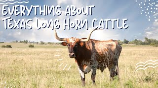 Texas Longhorn Cattle: The Steer that Tamed the Wild West