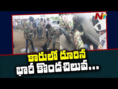 Rock Python caught under wheels of car, video goes viral Rock Python caught under wheels of car, video goes viral