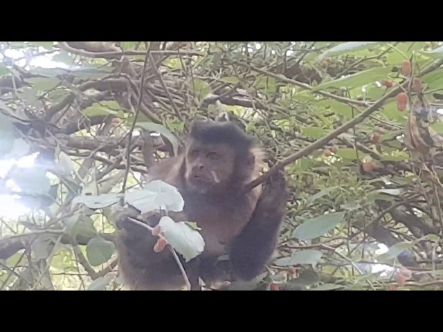 Macaco prego comendo amoraFundação José Pedro de Oliveira Mata Santa Genebra