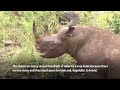 Kenya will relocate black rhinos to new home  - 01:38 min - News - Video