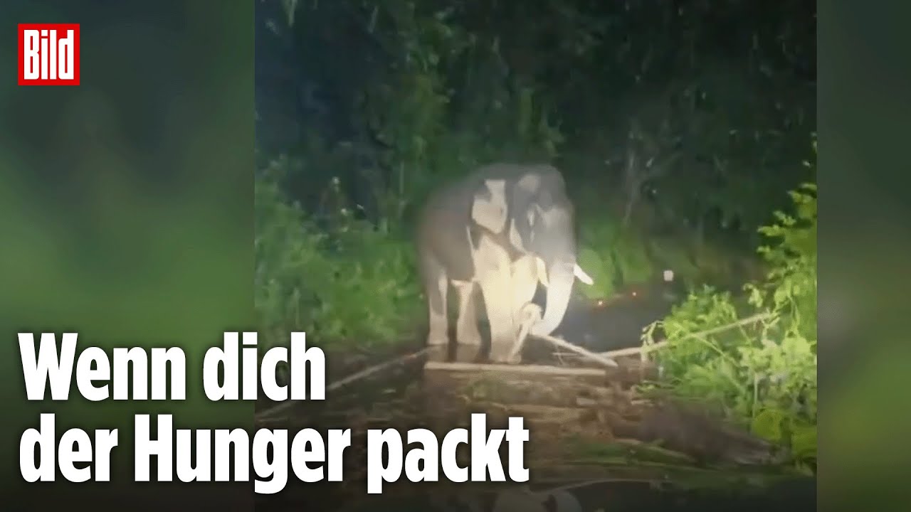 Indien: Aggro-Elefant löst Mega-Stau aus