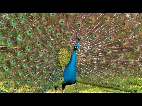 Upload mp3 to YouTube and audio cutter for Peacock Dance Display - Peacocks Opening Feathers HD & Bird Sound download from Youtube