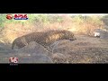 Public In Fear With Leopard Wandering In Nagarkurnool | V6 Weekend Teenmaar  - 02:25 min - News - Video
