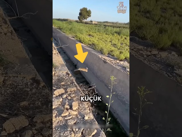 Bu Adam Bir Tavşan ile Arkadaş Oluyor ❤️