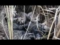 Momentous Event: 4 Cubs Born To Cheetah Brought In From Namibia  - 00:13 min - News - Video