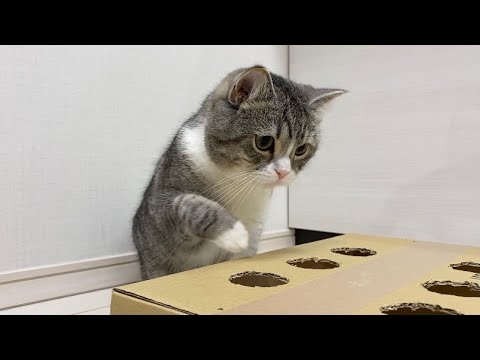 運動神経が悪い猫がモグラ叩きしたらかわいすぎたwww まとめちゅーぶ