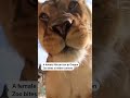 Lion bites and paws hidden camera at Oregon Zoo | REUTERS  - 00:34 min - News - Video