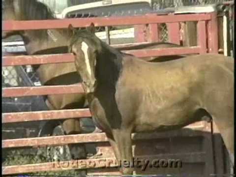 Mexican Rodeo Horse Tripping - YouTube